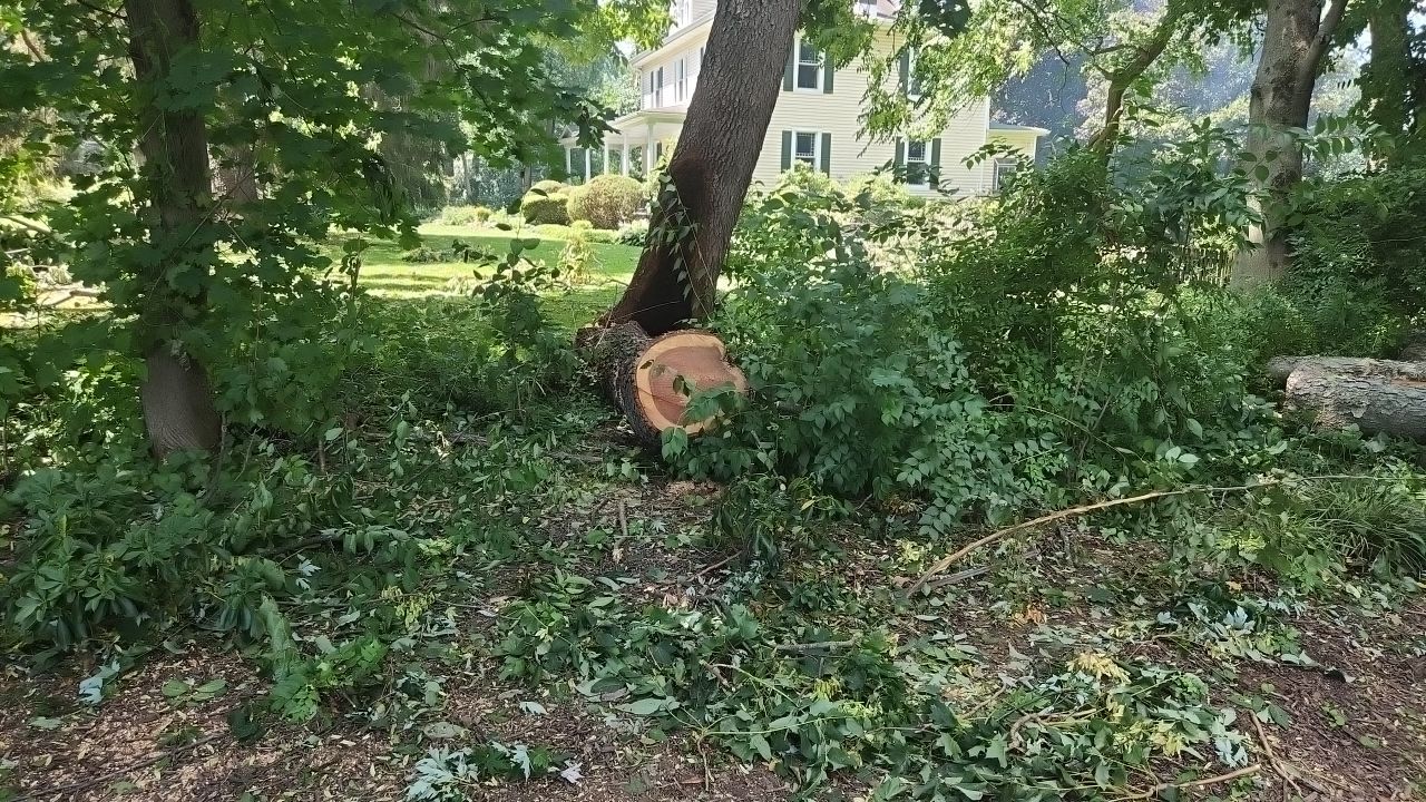 downed tree storm damage